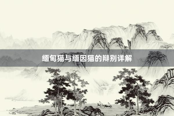 缅甸猫与缅因猫的辩别详解